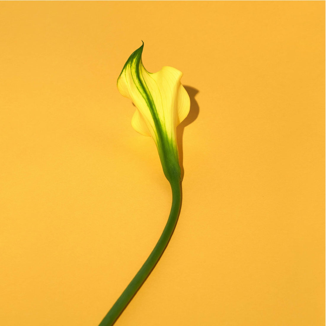 Are Houseplants the Secret to Preventing Dry Skin?
