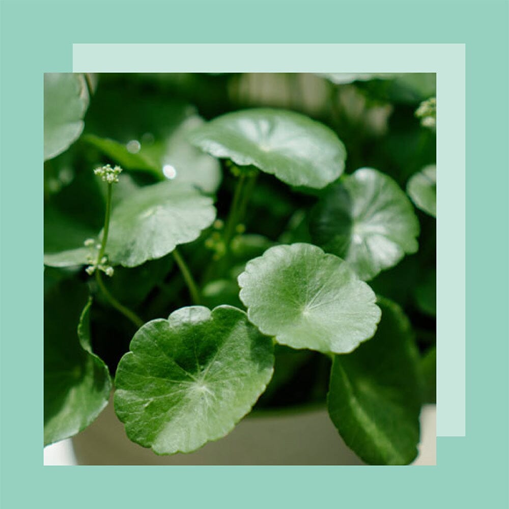 Why Cica Balms are One of the Best Products for Sensitive, Acne-Prone Skin