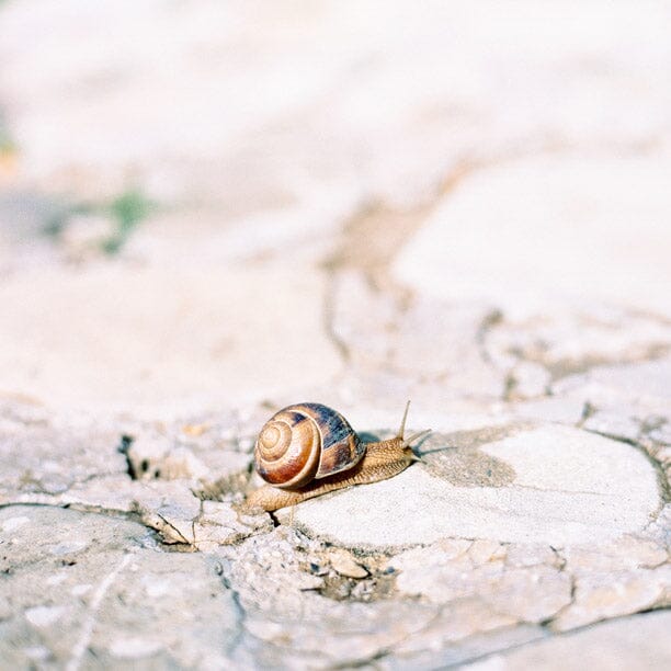 How Snail Mucin Gets Into Beauty Products