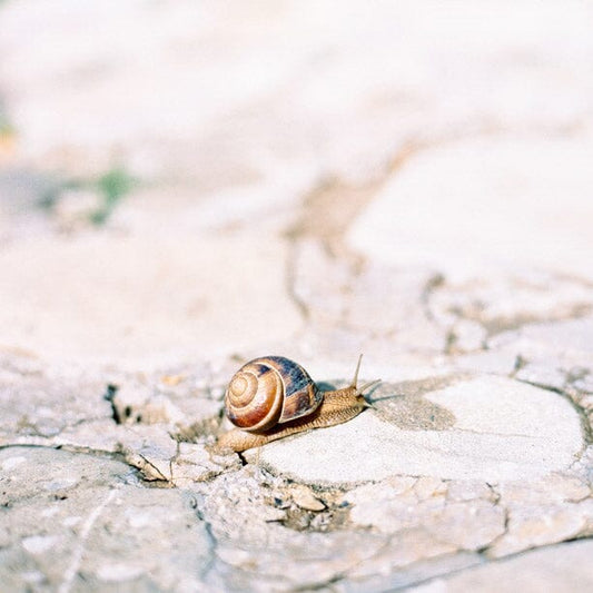 How Snail Mucin Gets Into Beauty Products