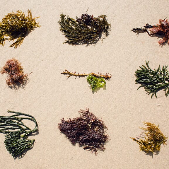 The Benefits Algae Bring To Your Skin
