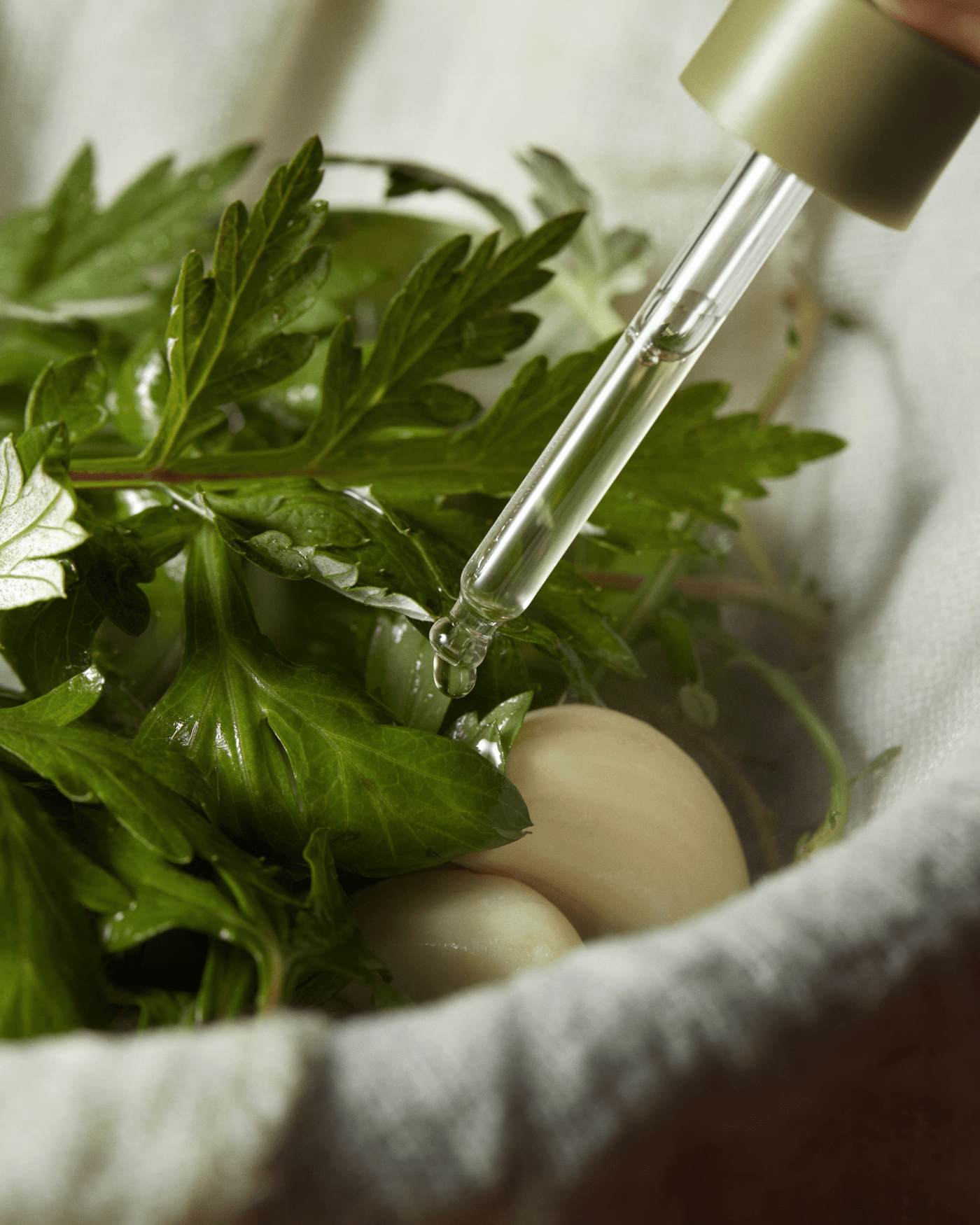 Mugwort Serum